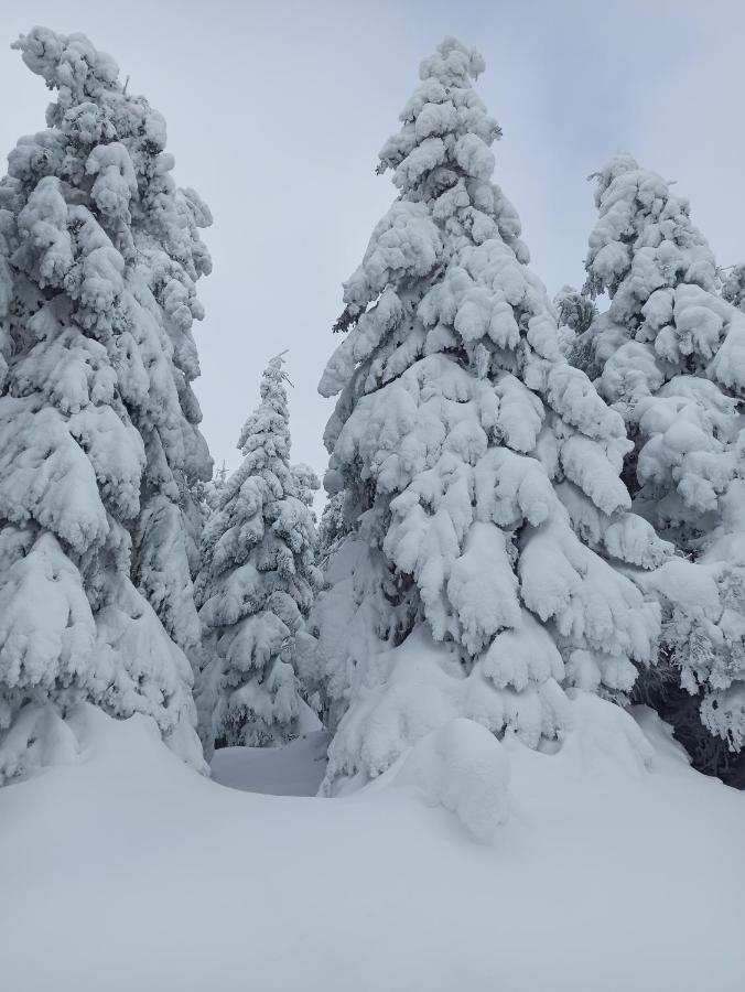 Walpurgis Hexe Διαμέρισμα Braunlage Εξωτερικό φωτογραφία